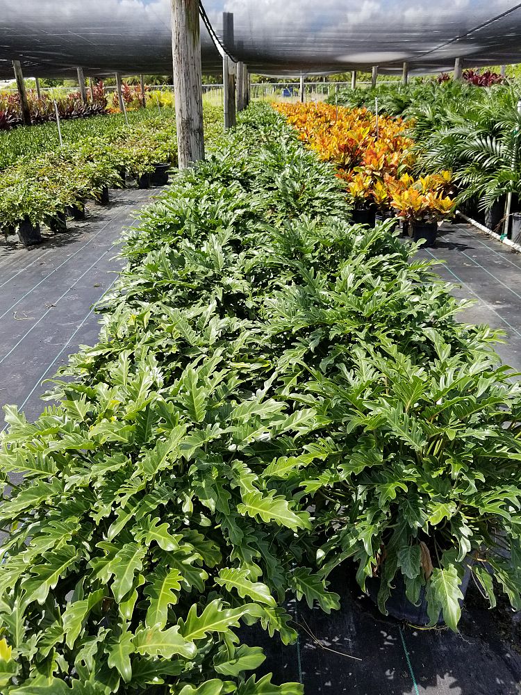 philodendron-xanadu