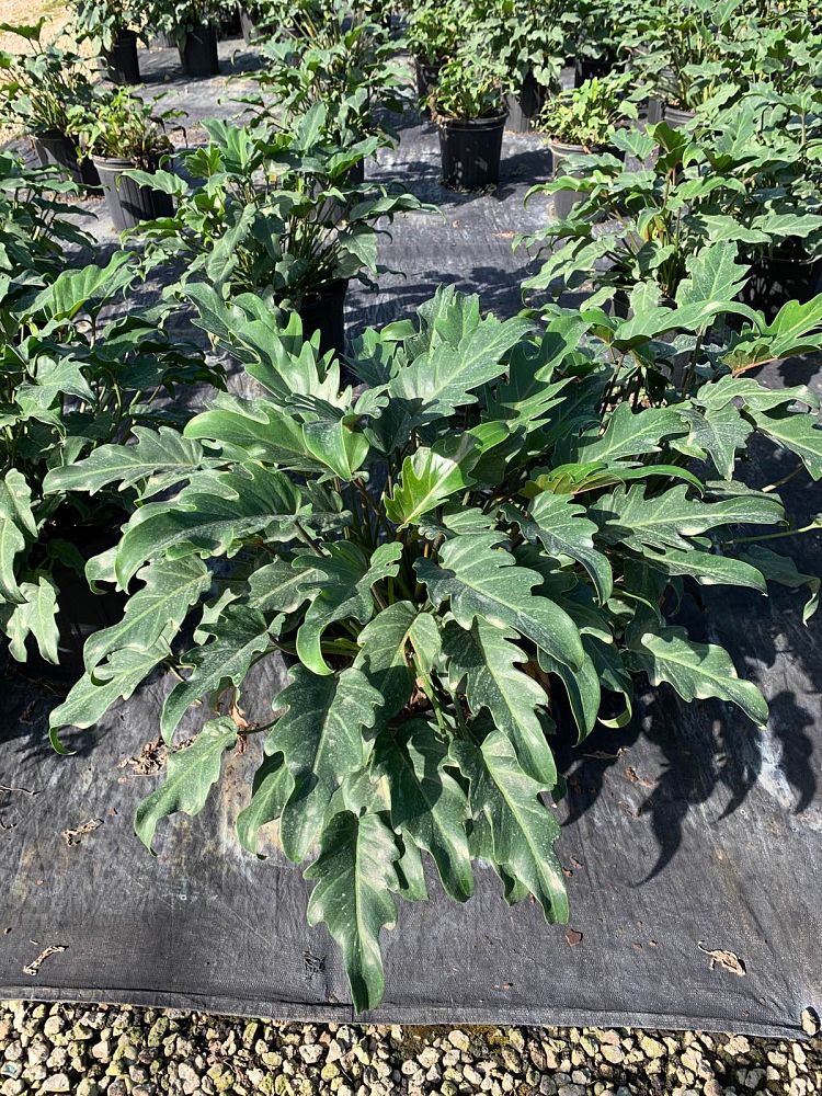 philodendron-xanadu