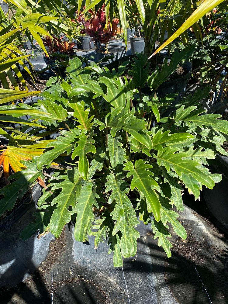philodendron-xanadu