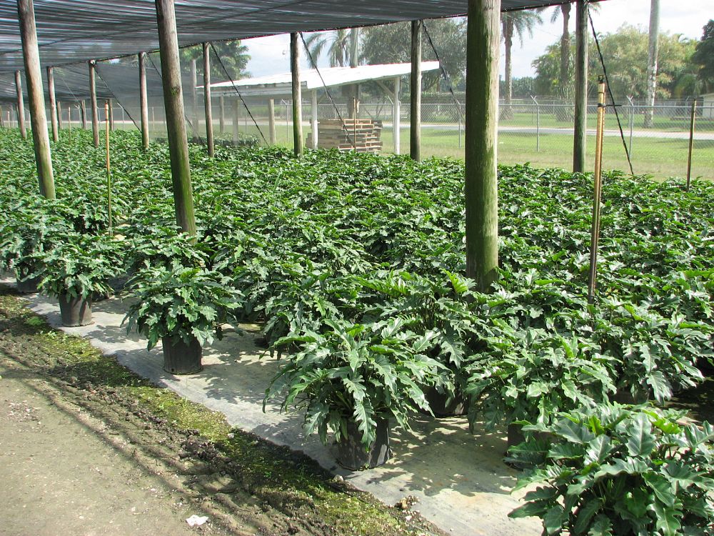 philodendron-xanadu