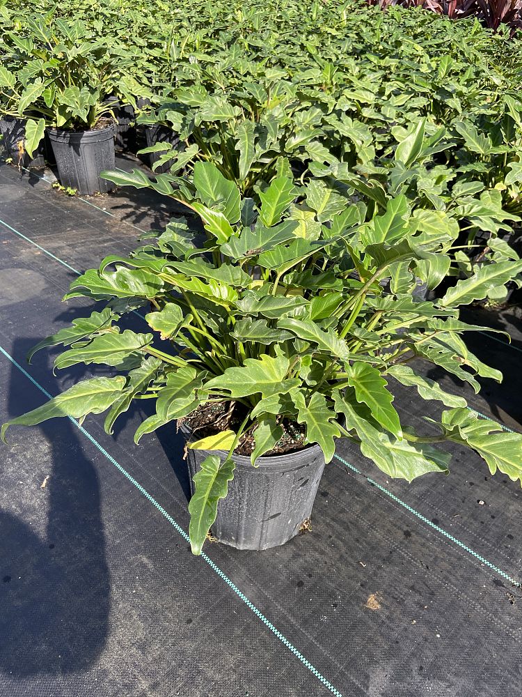 philodendron-xanadu