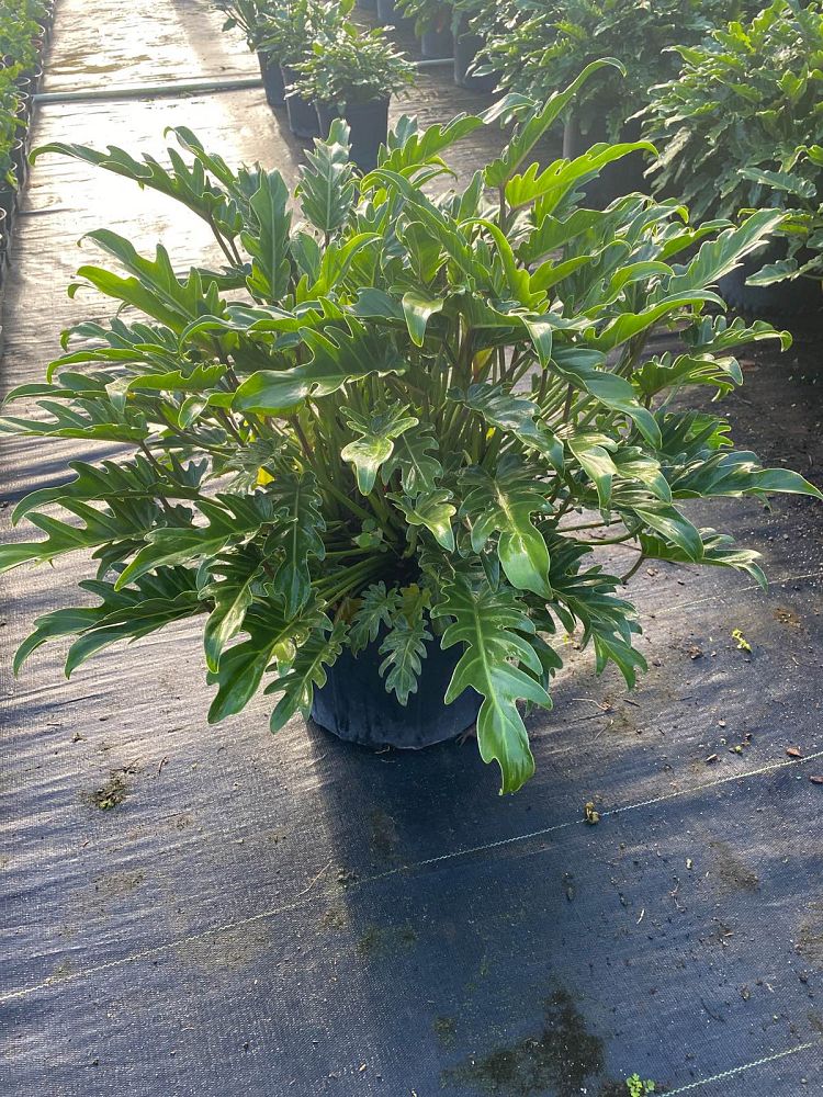 philodendron-xanadu