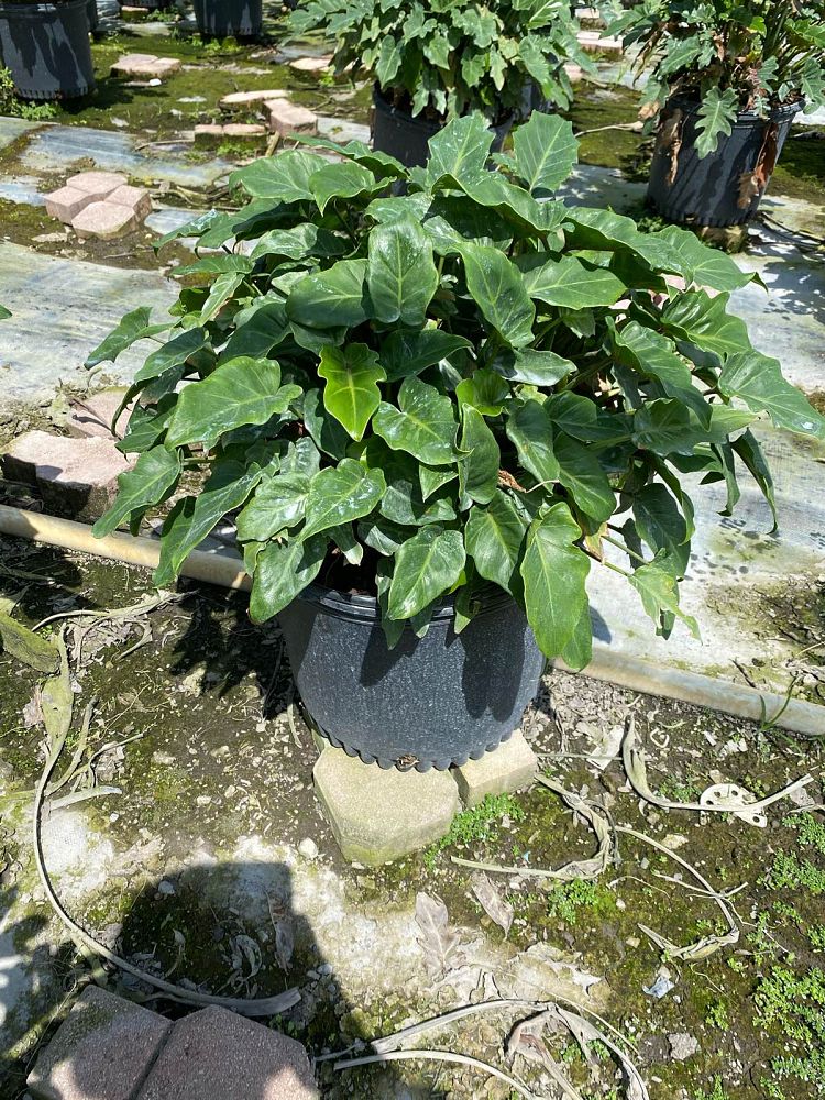 philodendron-xanadu