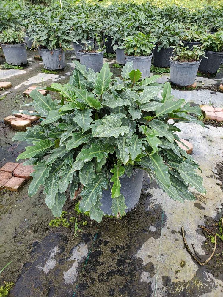 philodendron-xanadu
