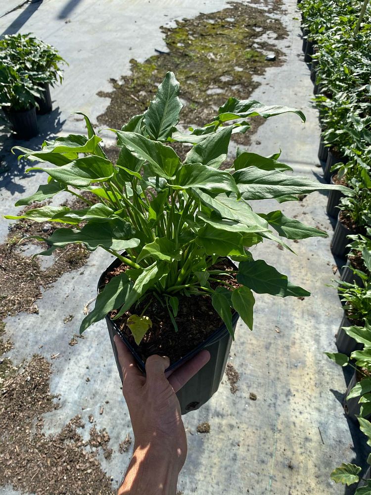 philodendron-xanadu
