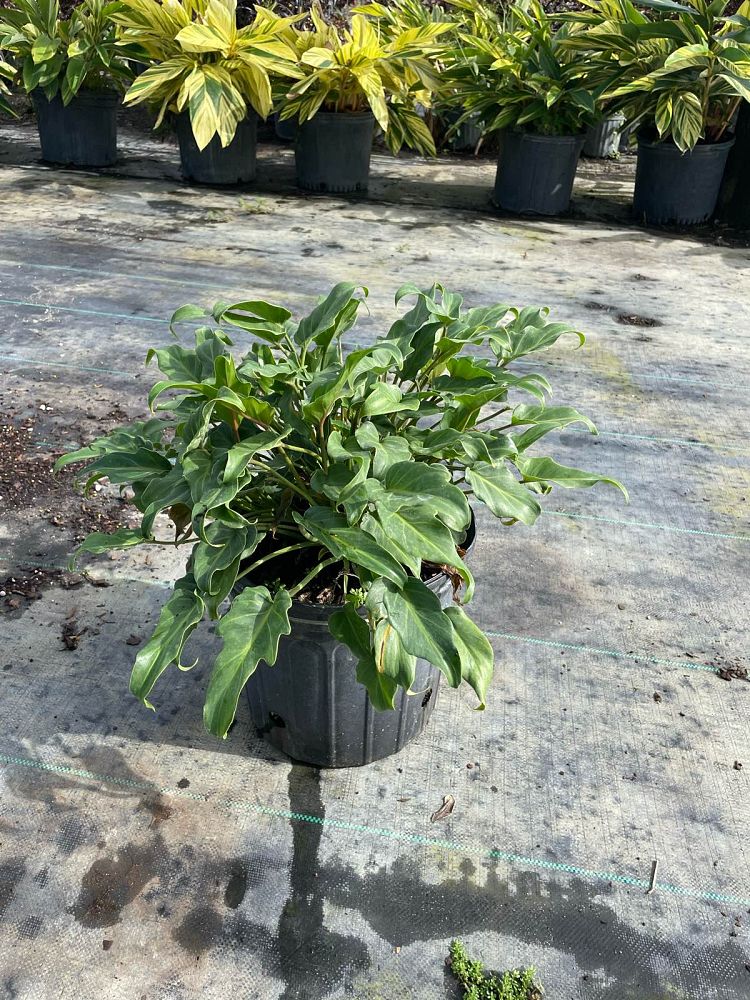 philodendron-xanadu