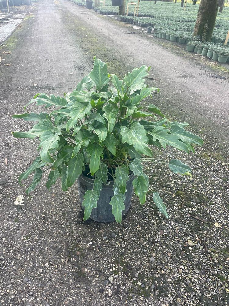 philodendron-xanadu