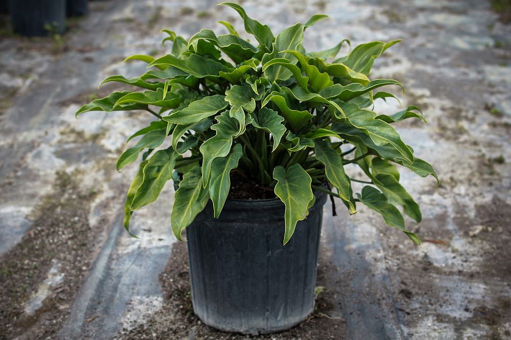 philodendron-xanadu