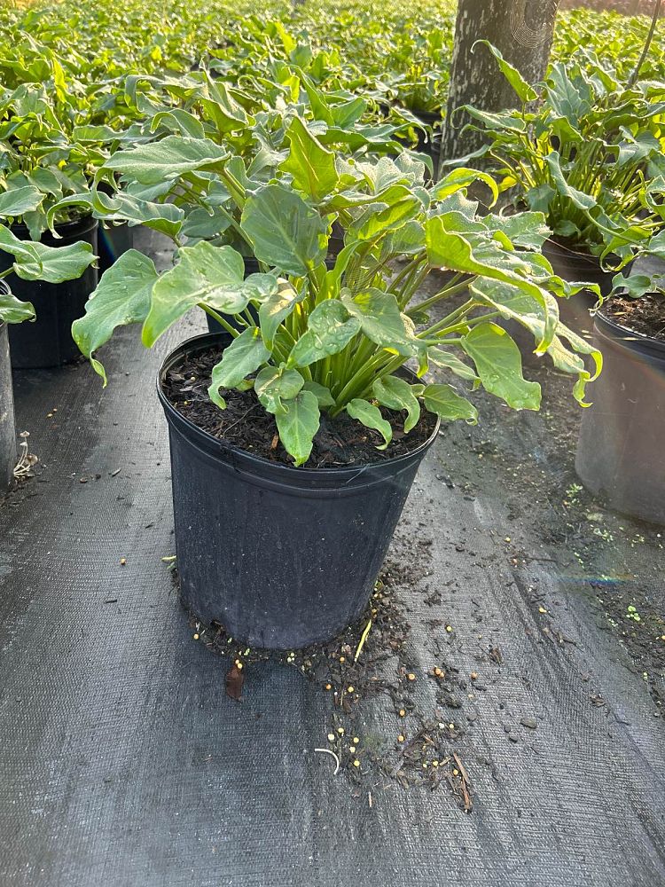 philodendron-xanadu