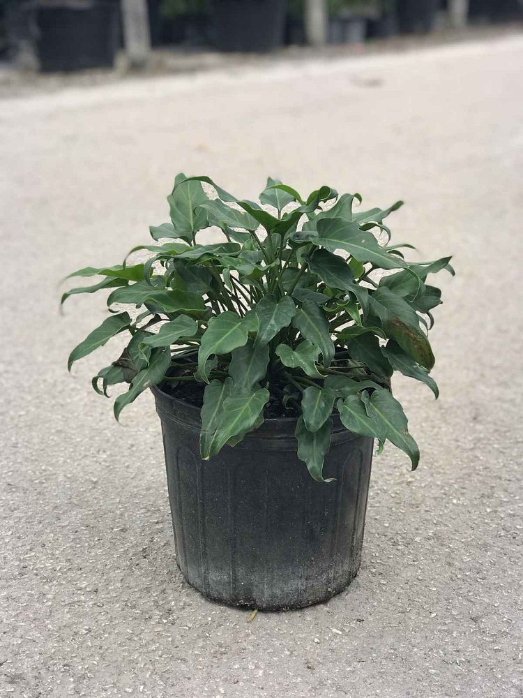 philodendron-xanadu