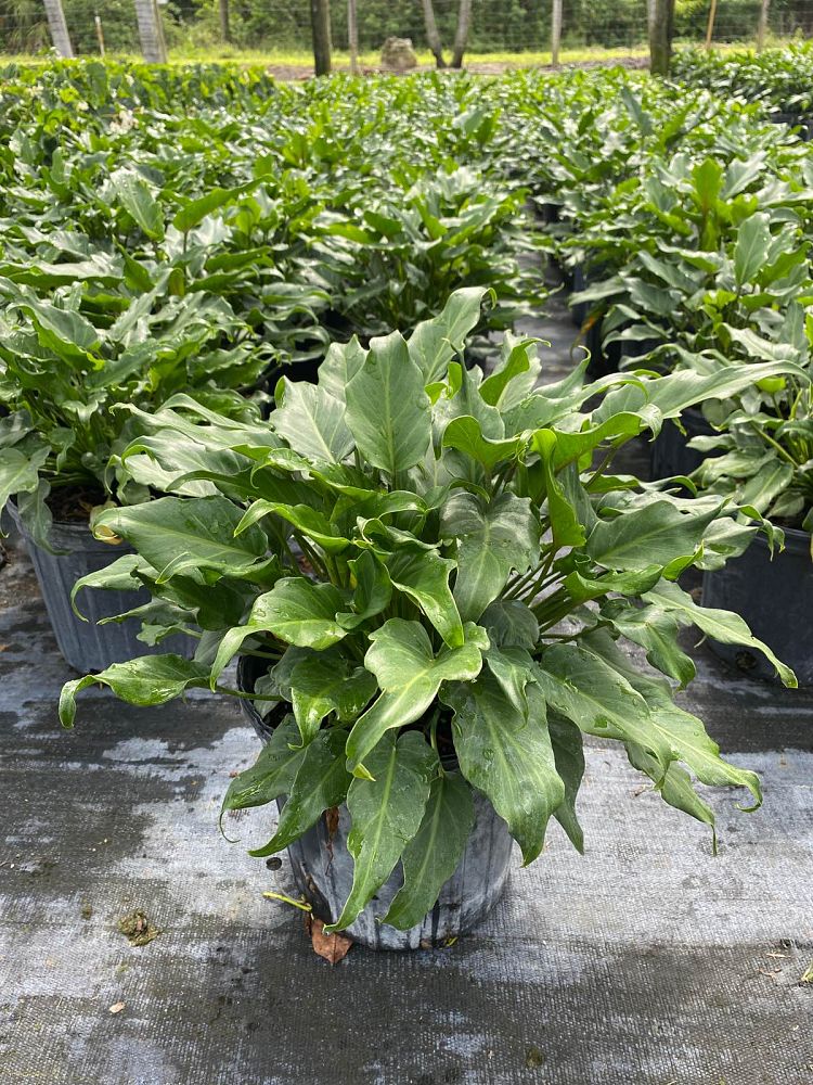 philodendron-xanadu