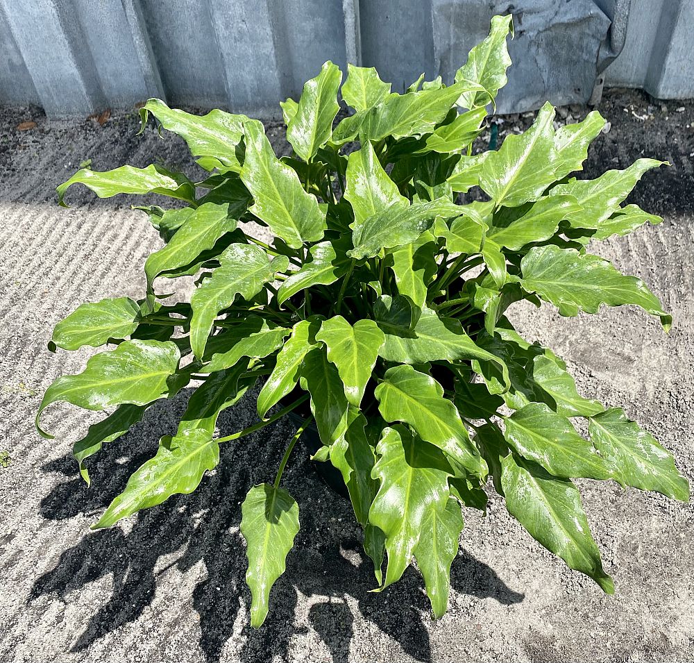 philodendron-xanadu