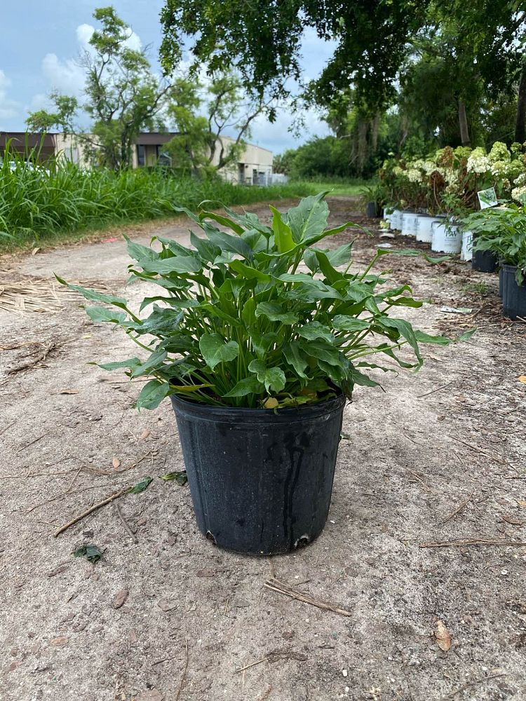 philodendron-xanadu