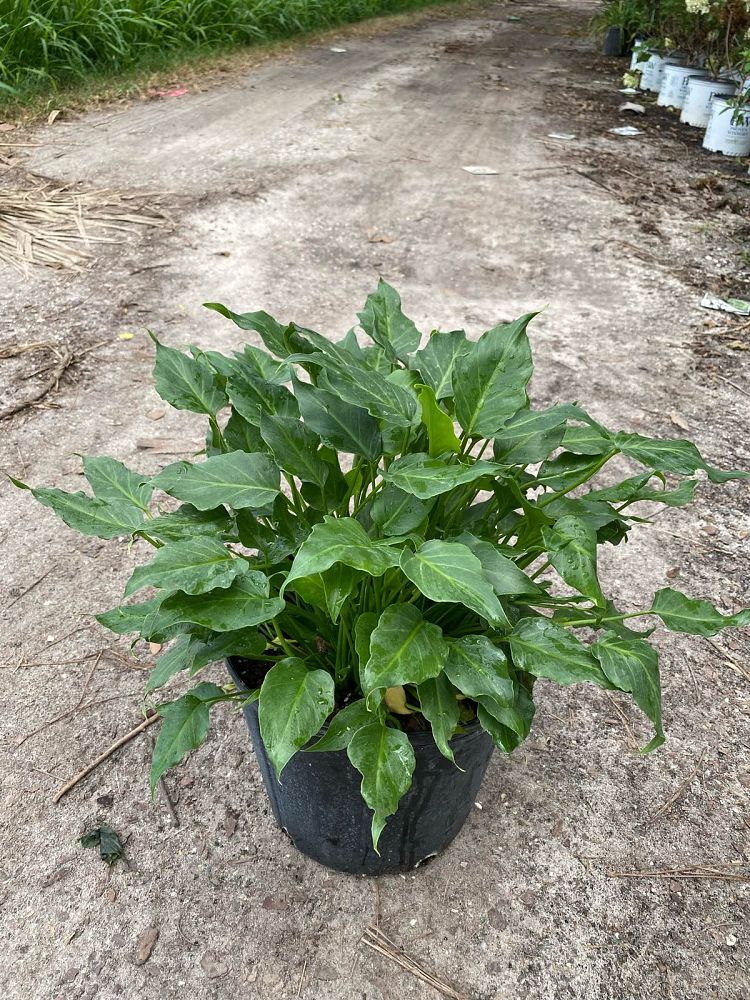 philodendron-xanadu