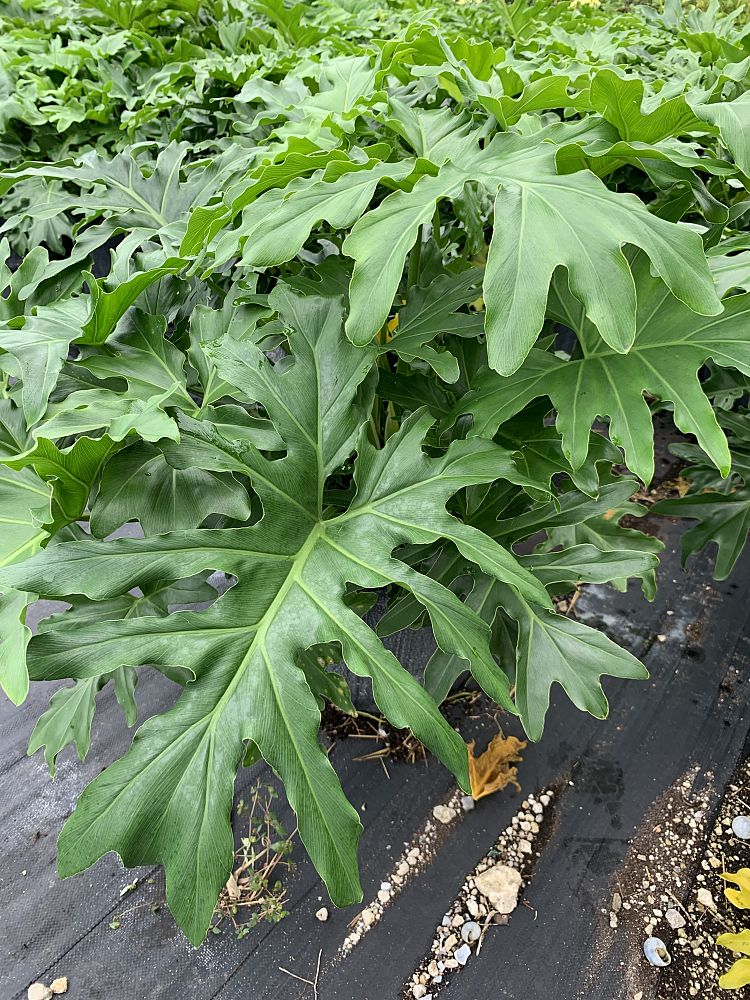 philodendron-xanadu