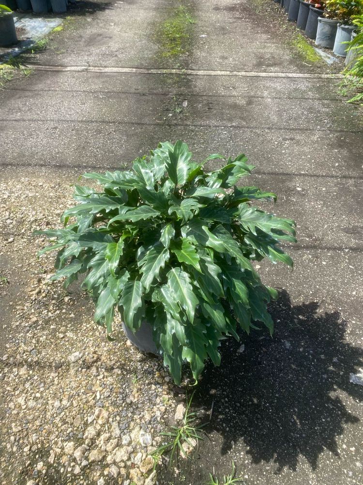 philodendron-xanadu