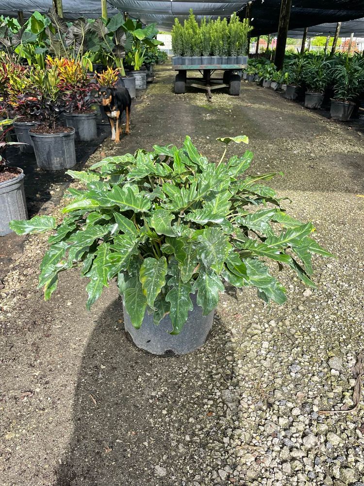 philodendron-xanadu