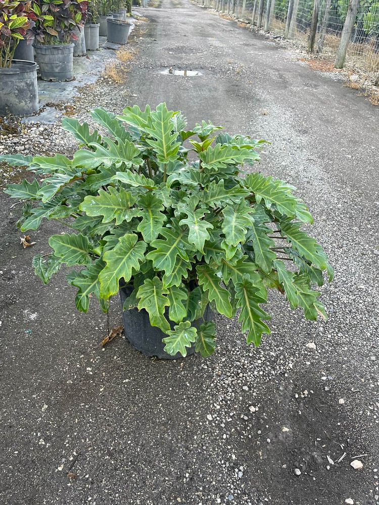 philodendron-xanadu