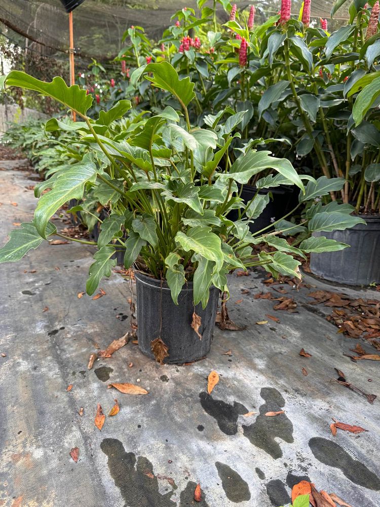philodendron-xanadu