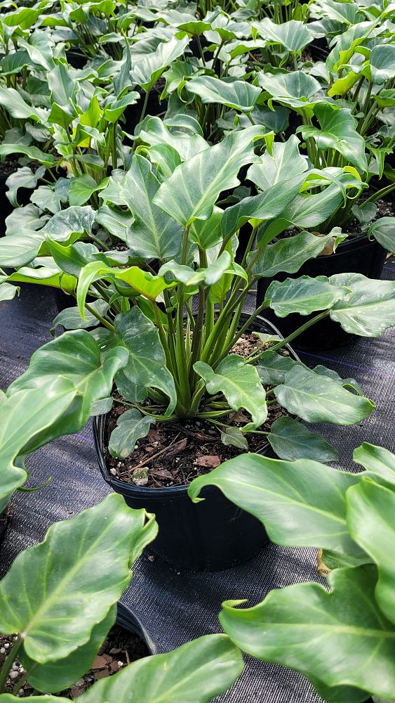 philodendron-xanadu