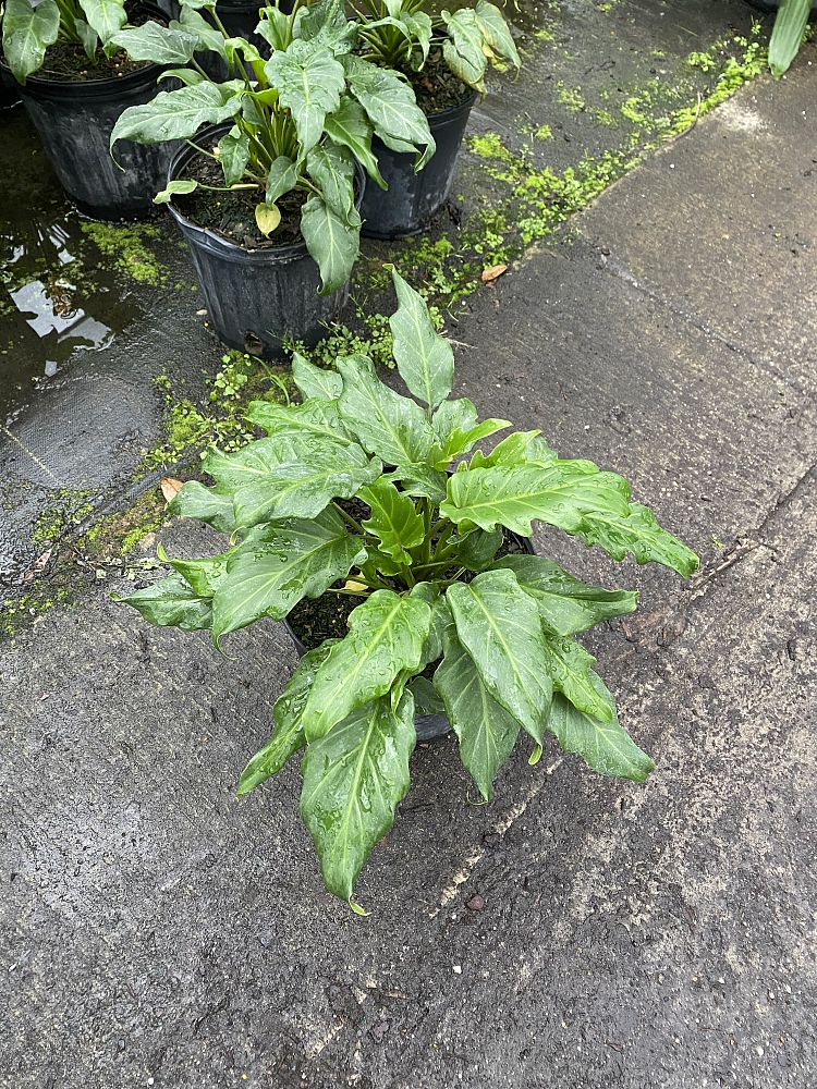 philodendron-xanadu