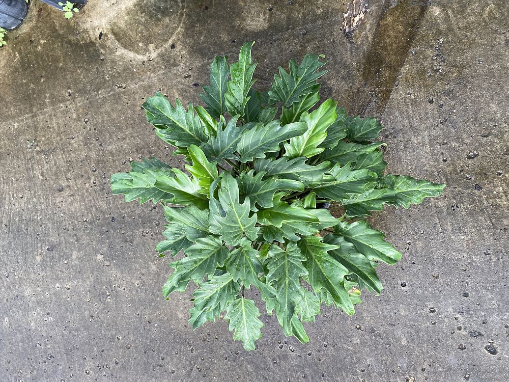 philodendron-xanadu