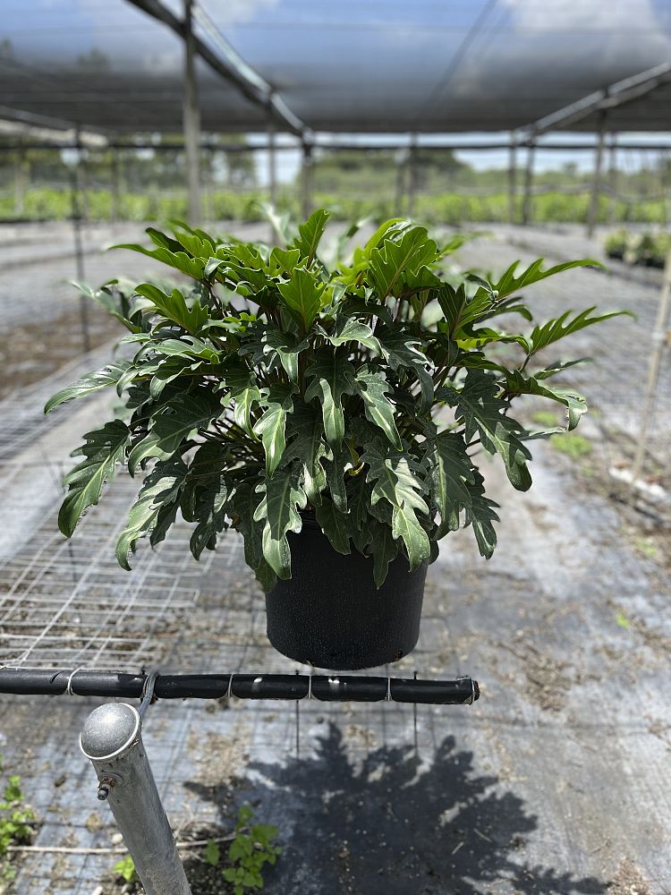 philodendron-xanadu