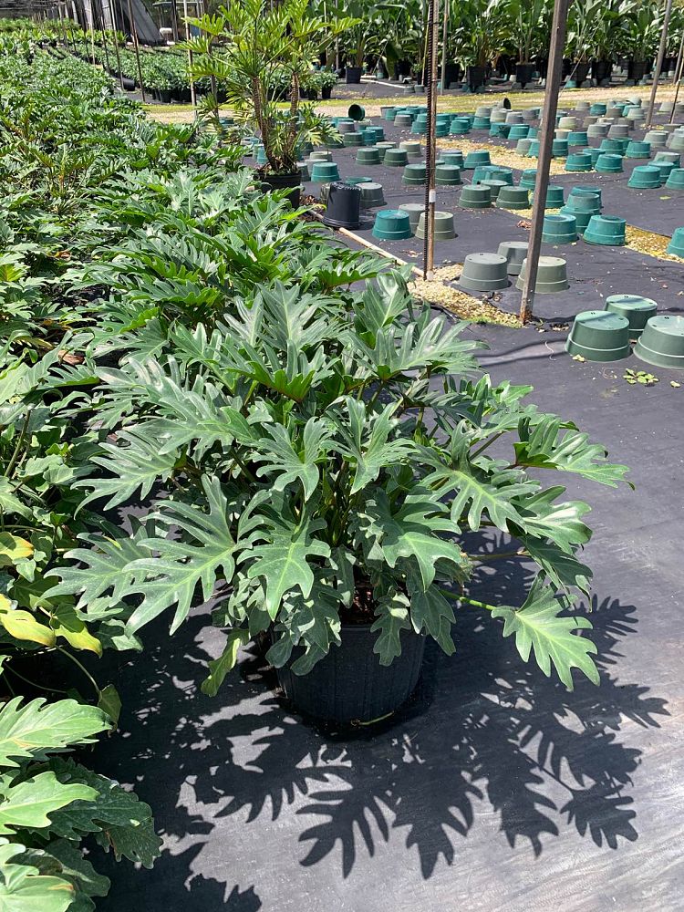 philodendron-xanadu