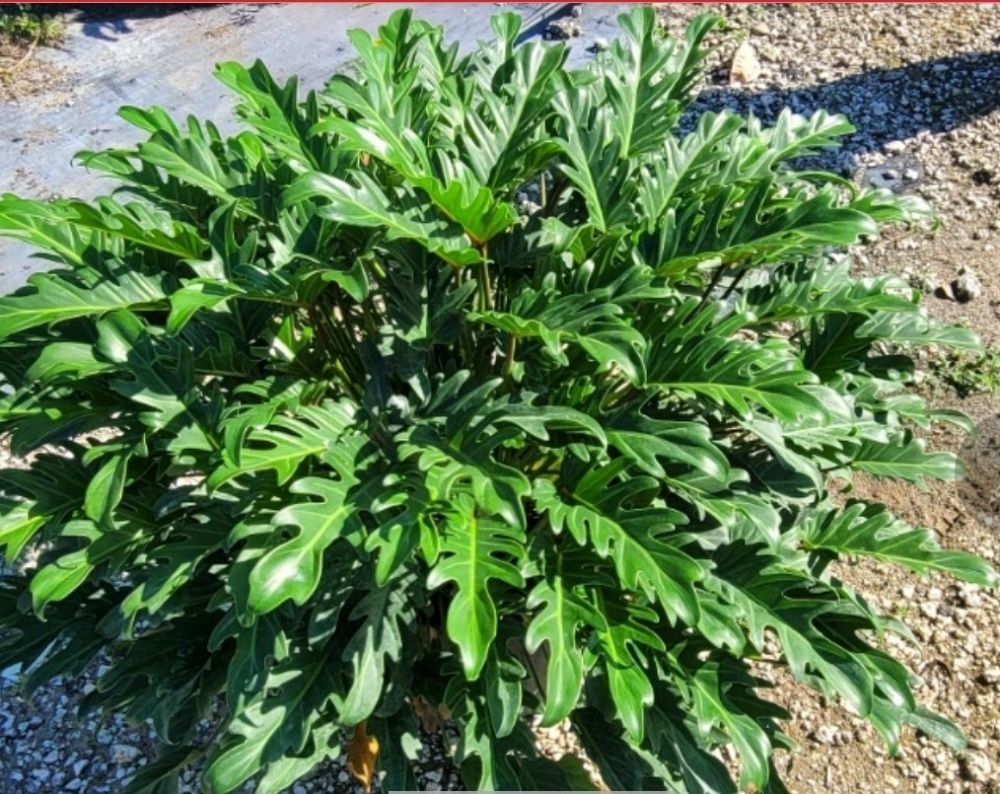 philodendron-xanadu