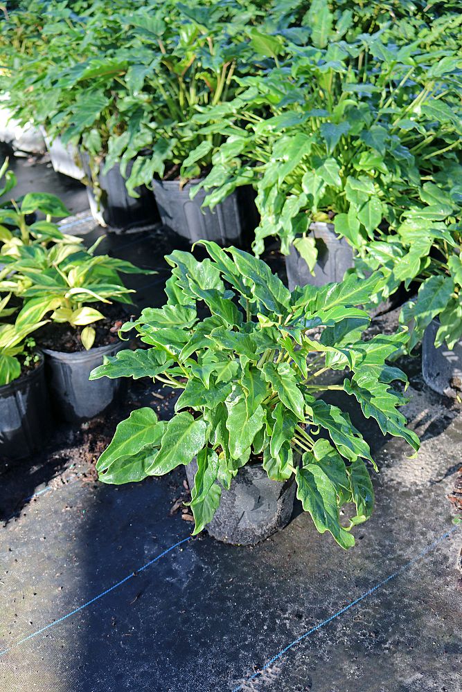 philodendron-xanadu