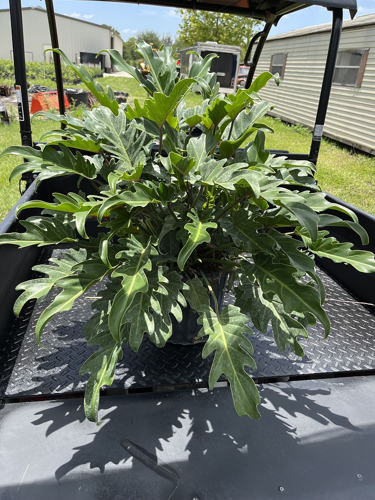 philodendron-xanadu