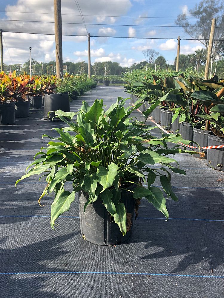 philodendron-xanadu