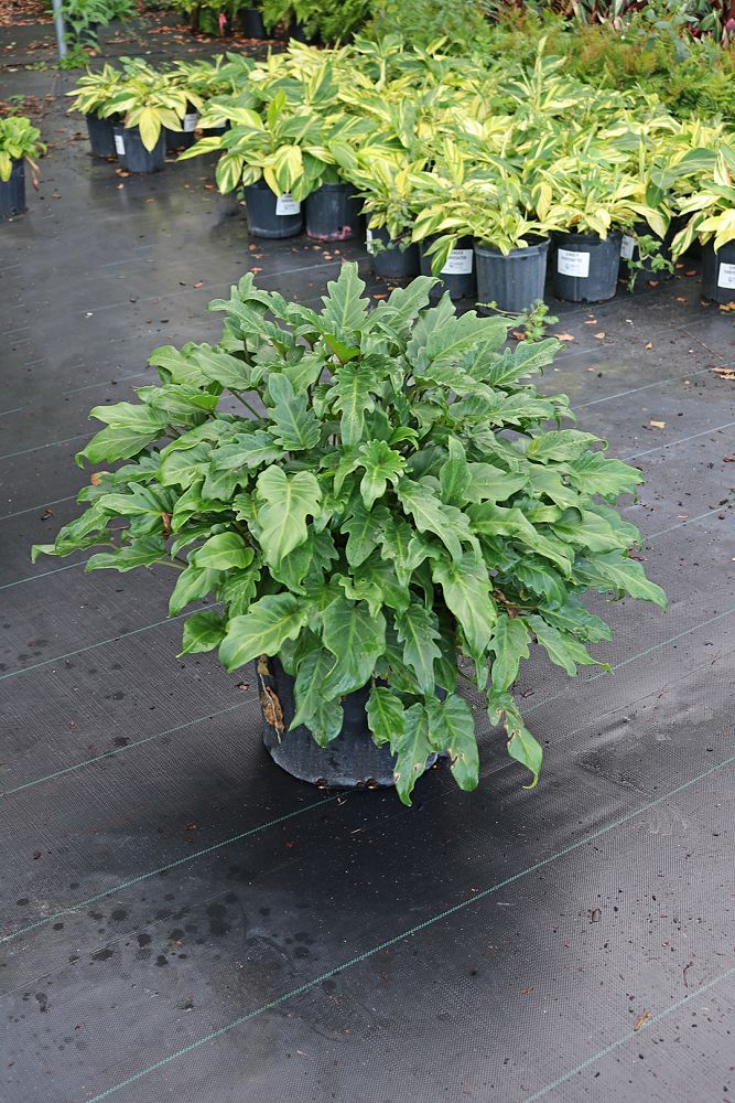 philodendron-xanadu