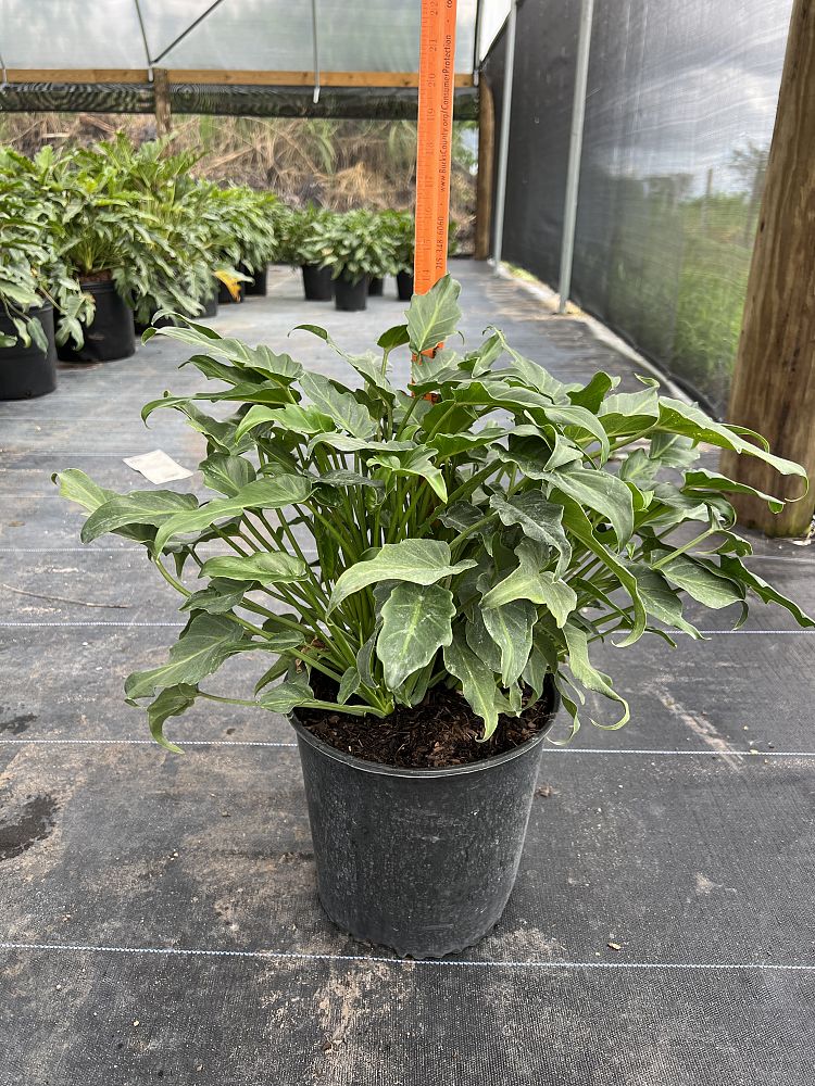 philodendron-xanadu