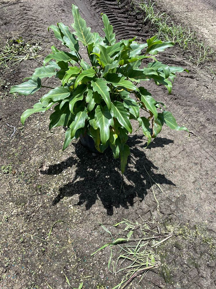 philodendron-xanadu