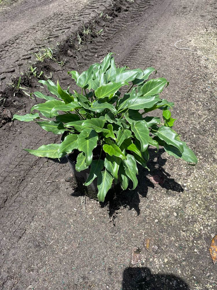 philodendron-xanadu