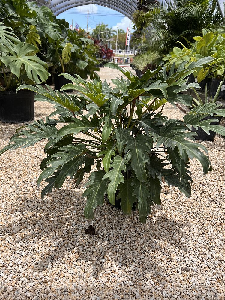 philodendron-xanadu