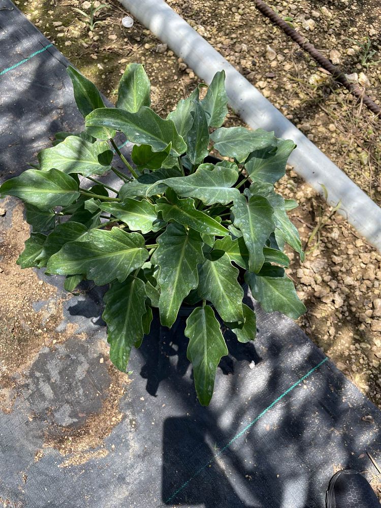 philodendron-xanadu