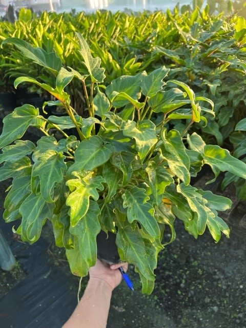 philodendron-xanadu