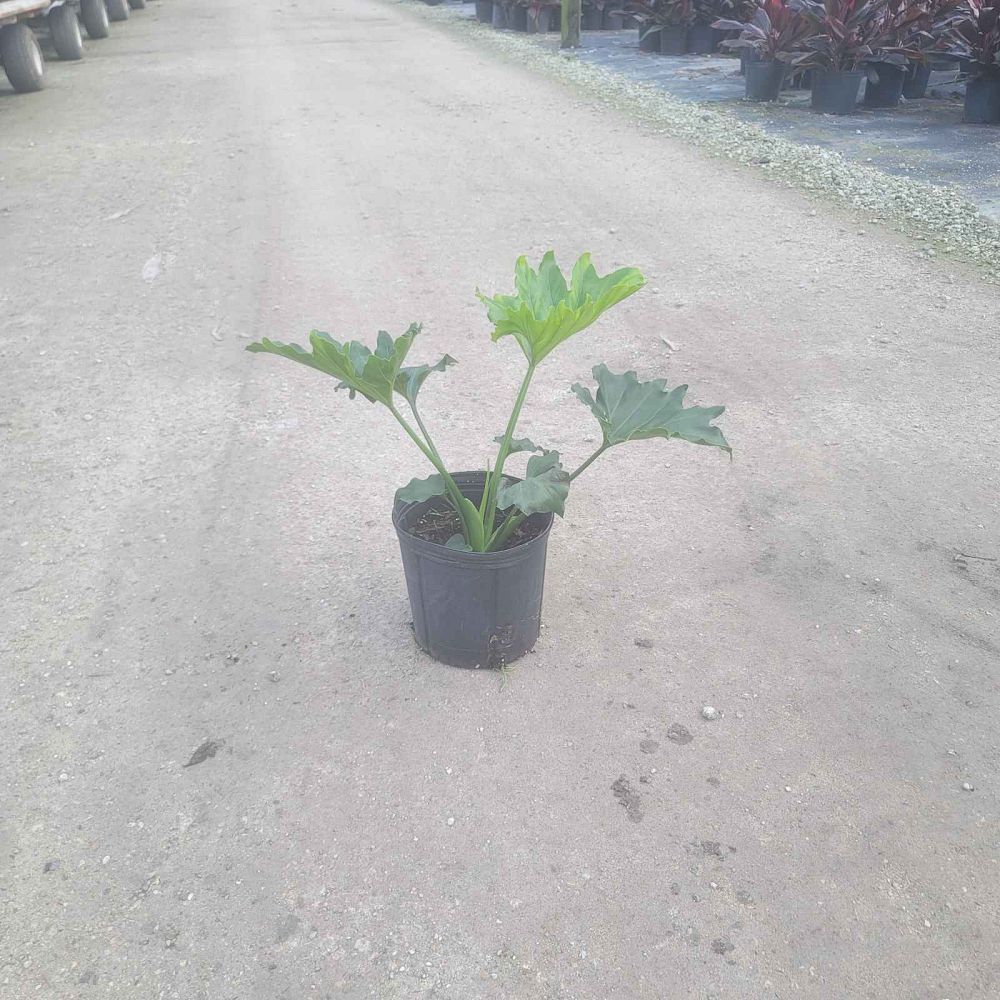 philodendron-xanadu