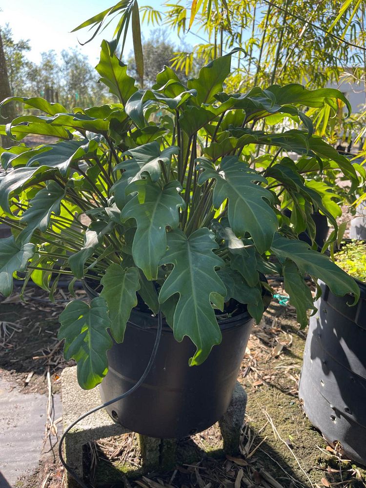 philodendron-xanadu
