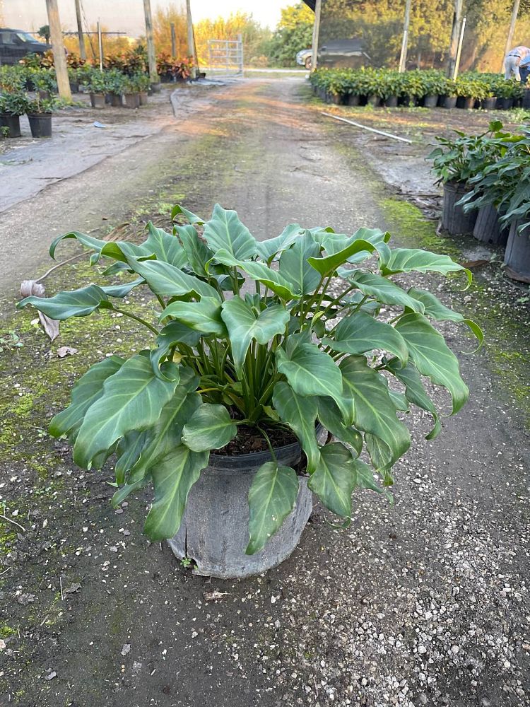 philodendron-xanadu