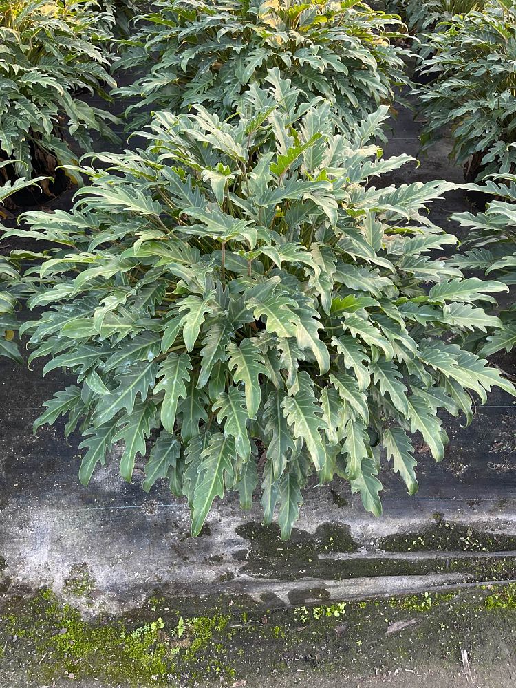philodendron-xanadu