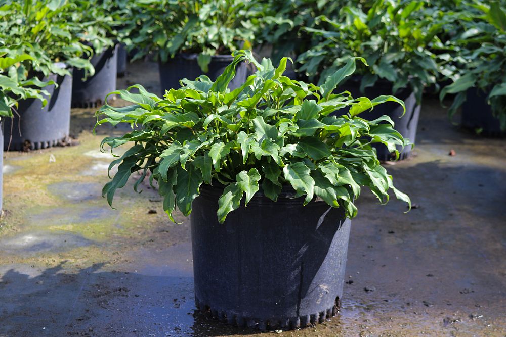 philodendron-xanadu