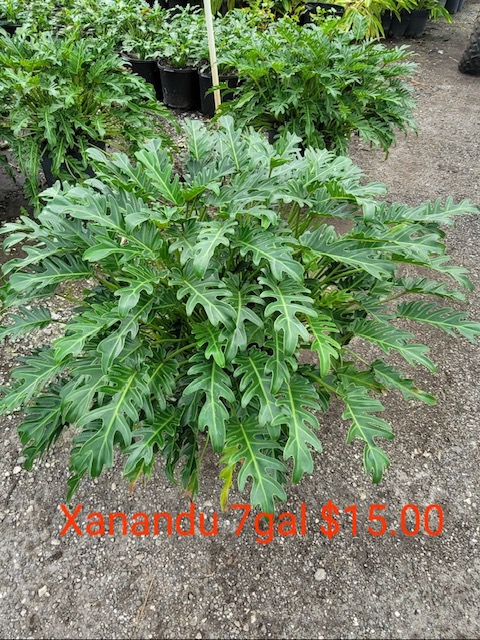philodendron-xanadu
