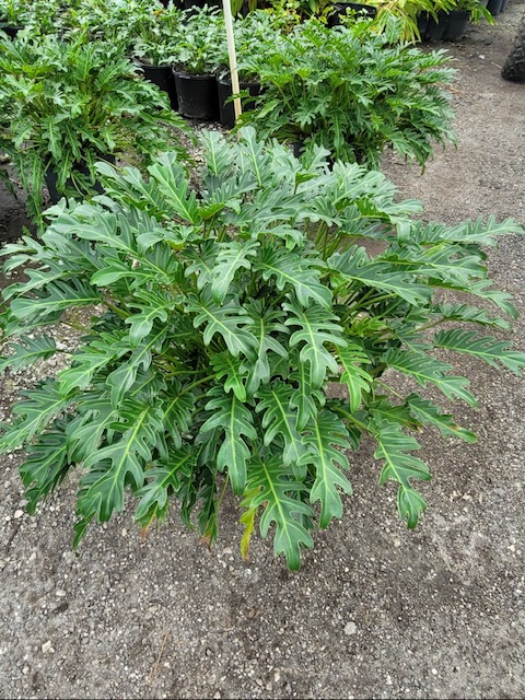 philodendron-xanadu