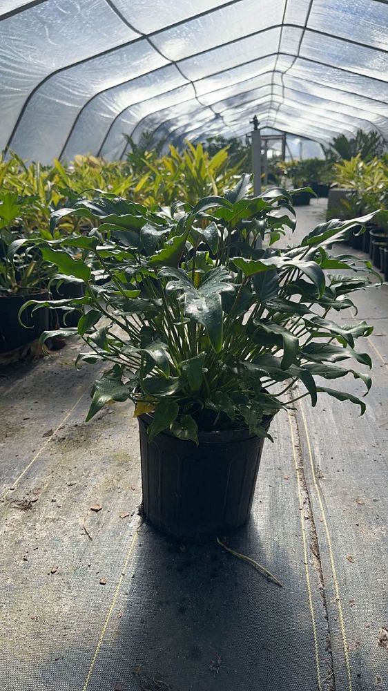 philodendron-xanadu