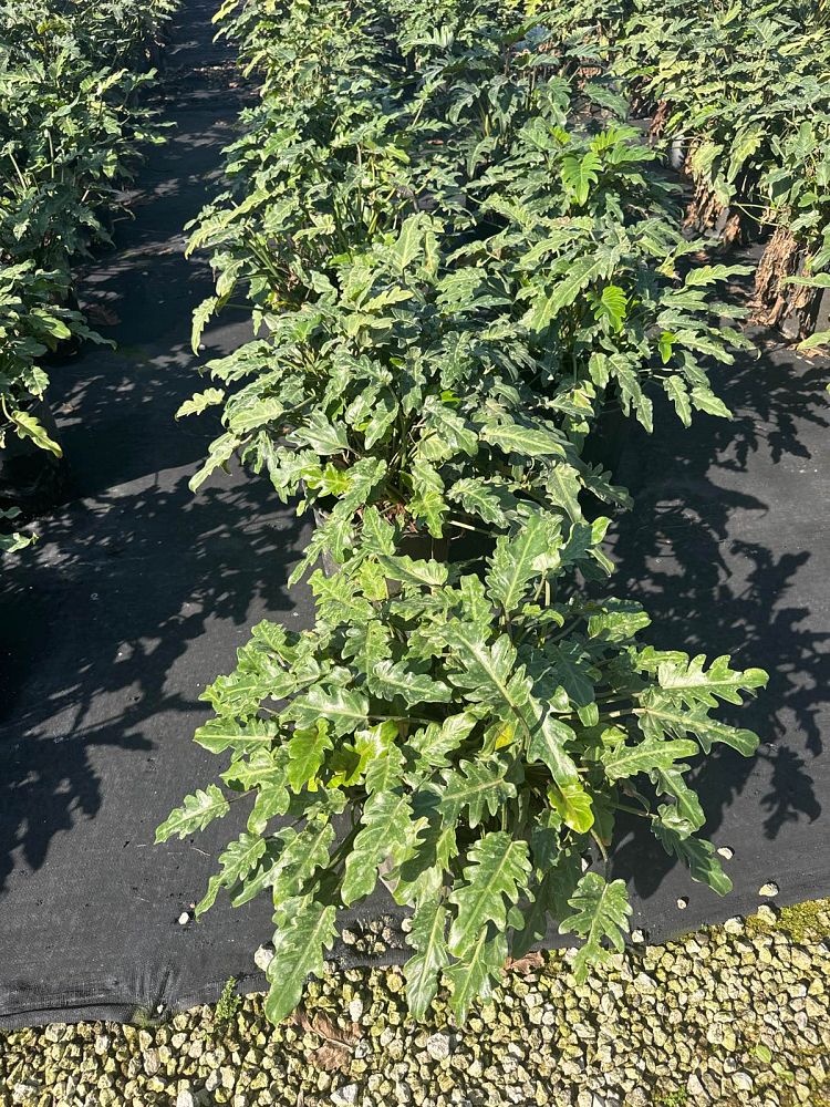 philodendron-xanadu