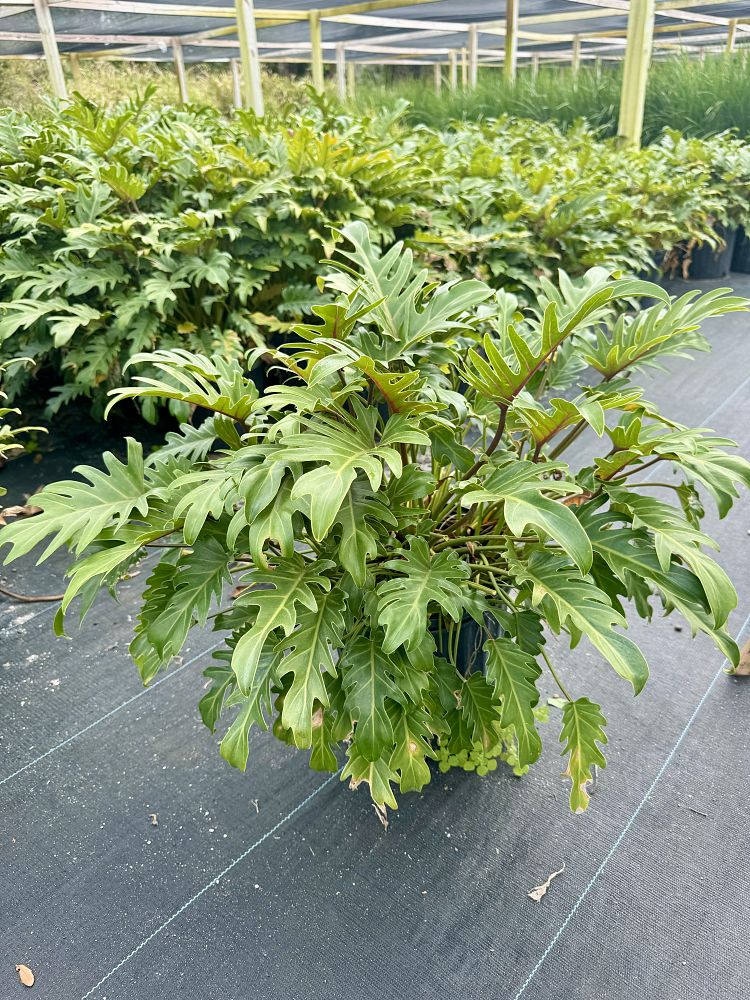 philodendron-xanadu