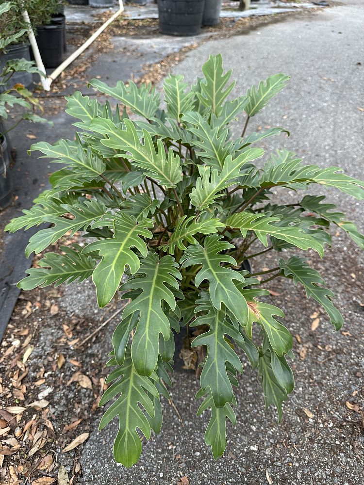 philodendron-xanadu